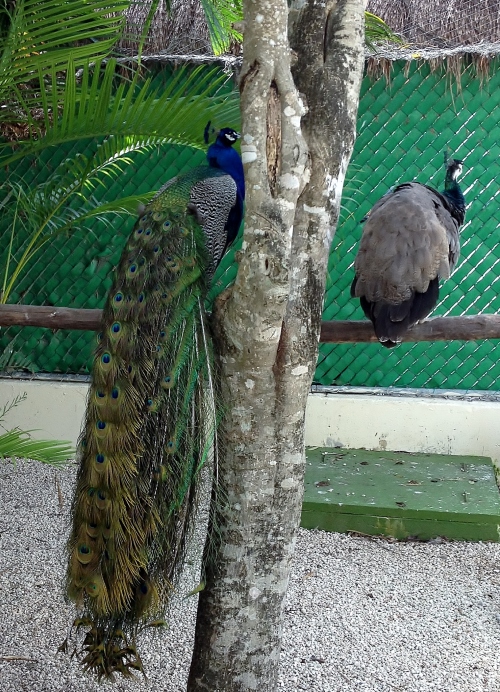 Peacocks in Cozumel